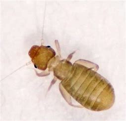 チャタテムシ：体長1〜1.5mm。湿気とカビを好み、乾燥食品や古本に発生します
