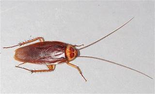 ワモンゴキブリ:胸部の黄白色の輪が特徴。5cm近くに成長する最大級の種です