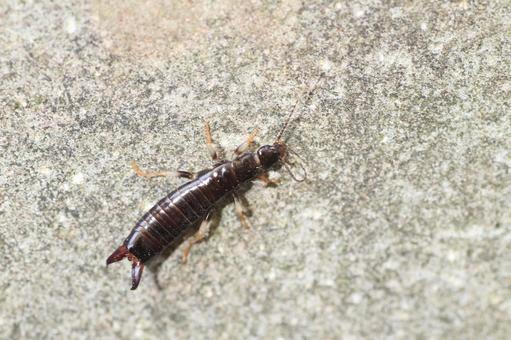 ハサミムシの駆除のご相談はダスキンにご依頼ください。