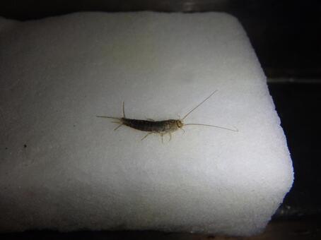 シミ(紙魚)の外見:銀色の鱗粉をまとい、素早く動き回る不快害虫です