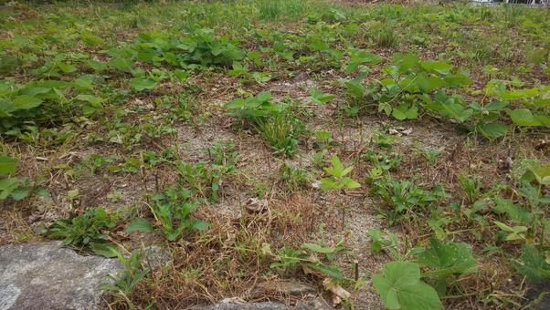 ダスキンの雑草対策：定期的な薬剤散布で雑草の伸びを徹底抑制します