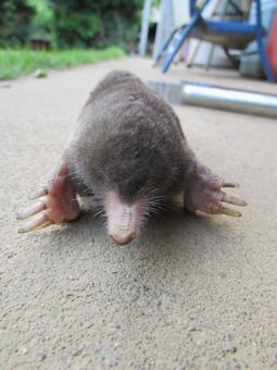 お庭に出没するモグラどんな生物ですか？