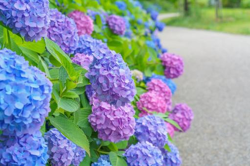 梅雨時の花、紫陽花の特徴と育て方 