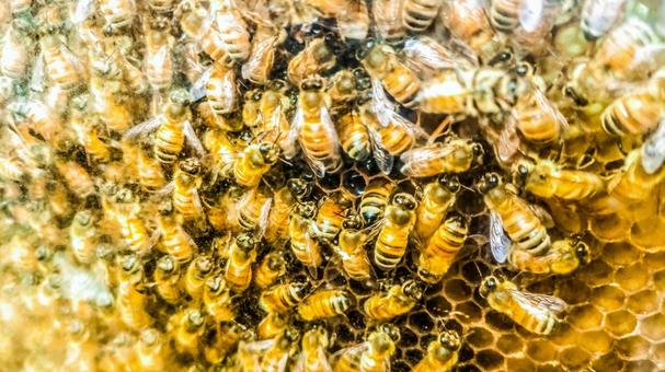 ハチの巣駆除サービス：あらゆる種類のハチに対応します
