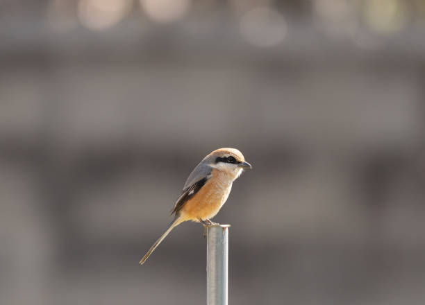 野鳥モズの生態と特徴 