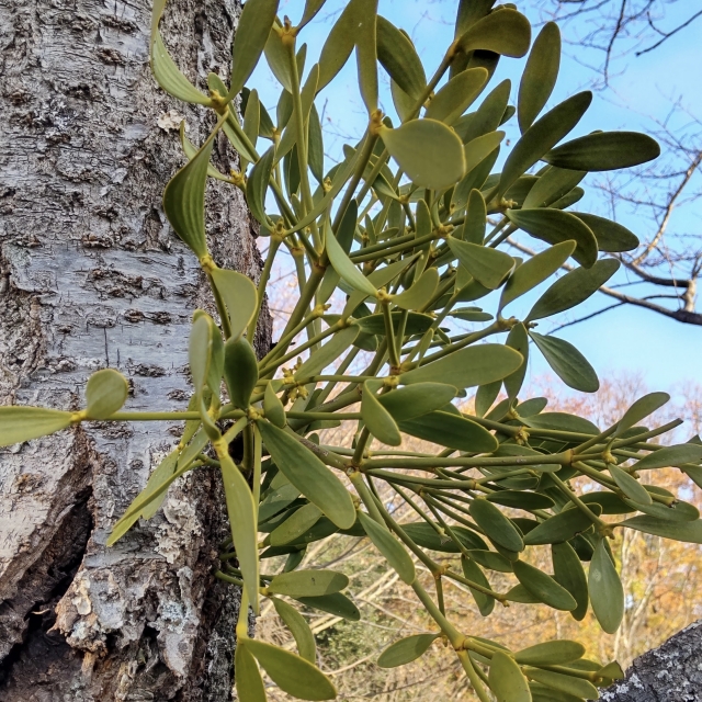 ヤドリギとはどんな植物ですか？生態と特徴