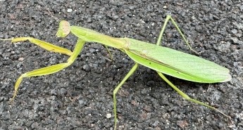 カマキリの生態と特徴