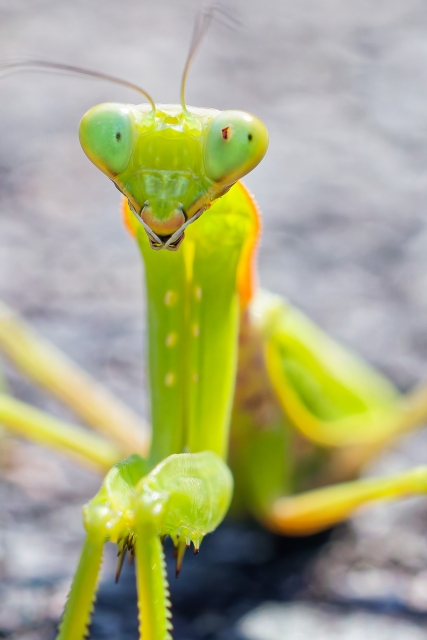 カマキリの生態と特徴